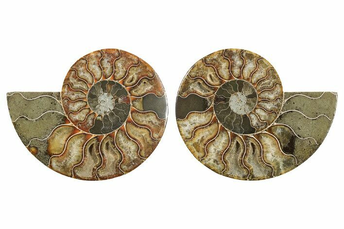 Cut & Polished, Crystal-Filled Ammonite Fossil - Madagascar #296397